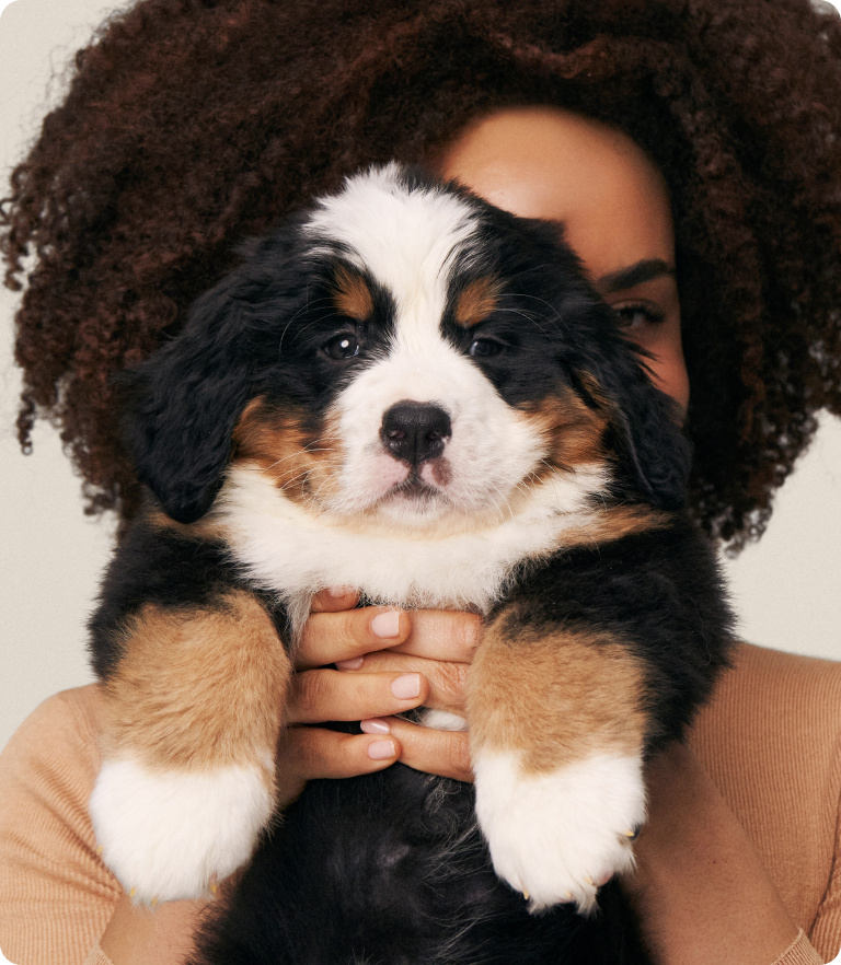 A woman with curly hair is holding a Bernese Mountain Dog puppy in front of her face; the puppy has black, brown, and white fur and a playful expression.